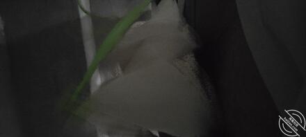 新邵扫楼打胶 同好交流1