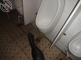 骚逼母狗的野外露出0