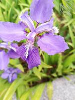 想让儿子满足老婆2