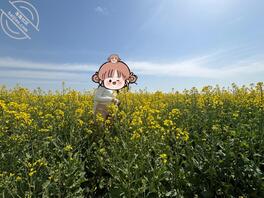 油菜花户外露出1