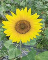 绍兴找长期金主2