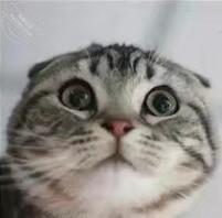 感觉有很大的机会能回老家