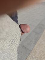 樟树的有露出的吗2