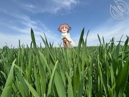 麦地田野户外露出，首次发帖后续更精彩2