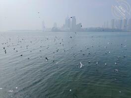 日照东港0