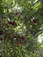 姐弟乱伦 姐夫最怨1