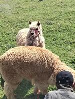 定西男大，23岁同城姐姐妹妹来1