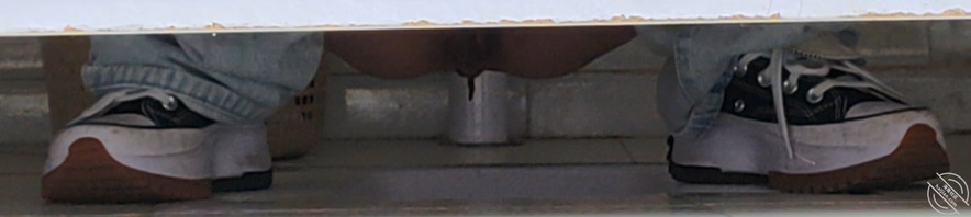 厕拍女大（新）