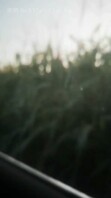 那片玉米地，是我回不去的乡愁
