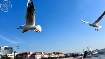 诚心寻缘，祈愿福泽，拜寻干妈2