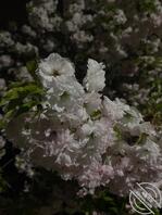 寻找妈妈，姐姐