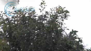 关于在上个视频中我妈看的片子