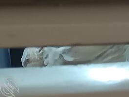 绿母恋母贡献母猪骚妈 求受精怀孕侮辱2