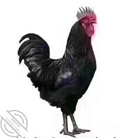 有没有文安县或者文安附近的熟女人妻，缺钞票的找我，有价就行0