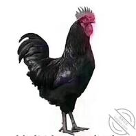 有没有文安县或者文安附近的熟女人妻，缺钞票的找我，有价就行1