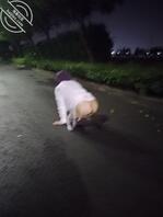 拉面馆回族小骚妻，昨晚露出大屁股不知道你们说怎么玩2