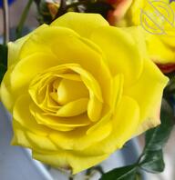 【真实原创】158、蕾丝花边夏季睡衣，让人看了就想艹0