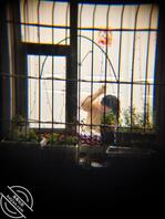 对面楼另一家熟女2