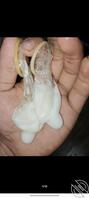 有没有见过父母用过的避孕套2